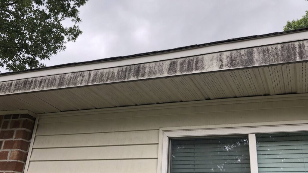 Why Central Texas homes grow black streaks on north-facing eaves every humid summer
