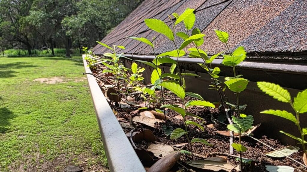 Standing water in your gutters is breeding mosquitoes: a Central Texas July problem